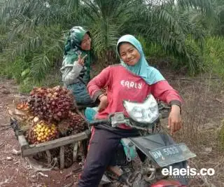 Tak Hanya Plasma, Harga Sawit Mitra Swadaya di Riau Juga Naik Pekan Ini