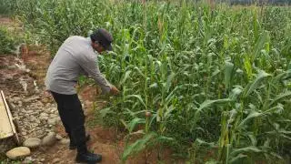 Perkembangan Tanaman Jagung Pola Tumpang Sari di Lahan PT SMS Terus Dipantau