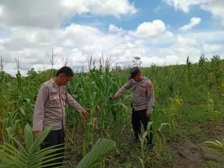 Tanaman Jagung Pola Tumpang Sari di Lahan Sawit PT SAM Terancam Serangan Hama