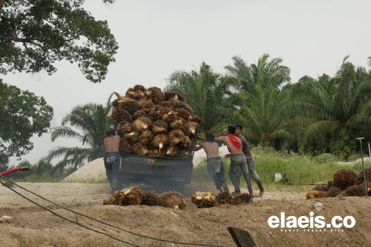 Melorot Lagi, Sawit Plasma Riau Dibeli Rp3.278,81/Kg Minggu Ini
