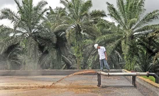 Zero Waste di Pabrik Sawit, Limbah Cair Diubah Jadi Pupuk Alami