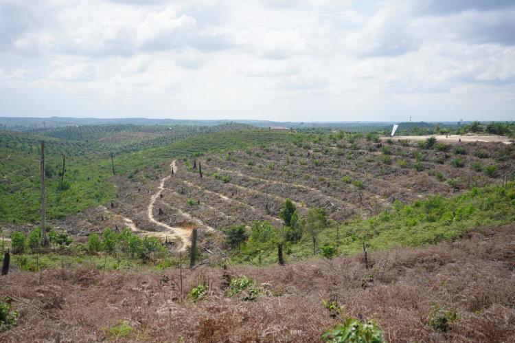 400 Sudah Dibatalkan, Penerbitan Sertipikat Tanah di TNTN Dievaluasi