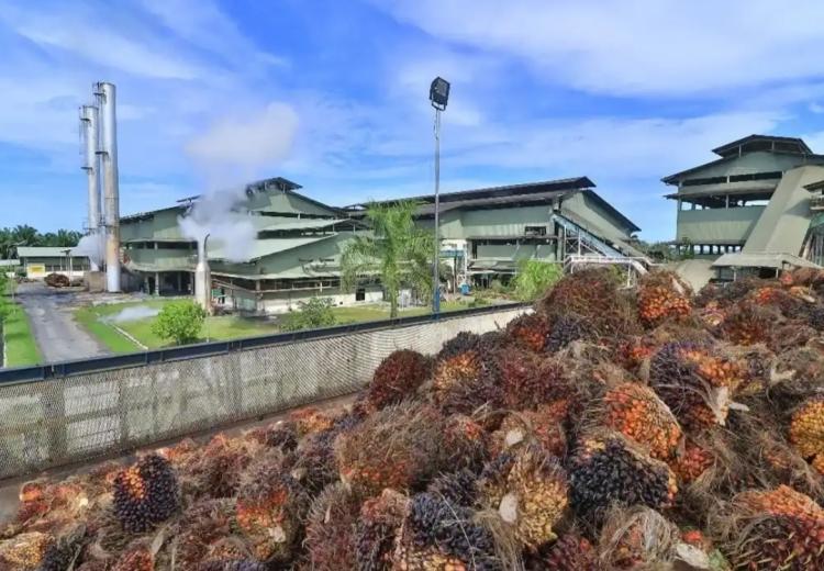 Moratorium Lahan, Industri Sawit Terancam Krisis Bahan Baku