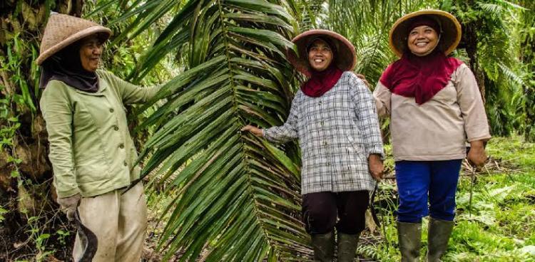 Perlindungan Meningkat dan Banyak Duduki Posisi Strategis, Industri Sawit Kini Pro Perempuan
