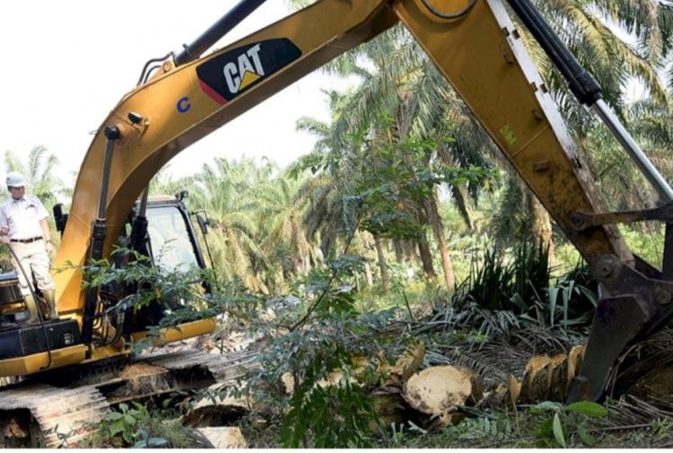 Harga Premium Tak Menarik Minat Petani Sawit, Sertifikasi ISPO akan Digabung dengan Program PSR