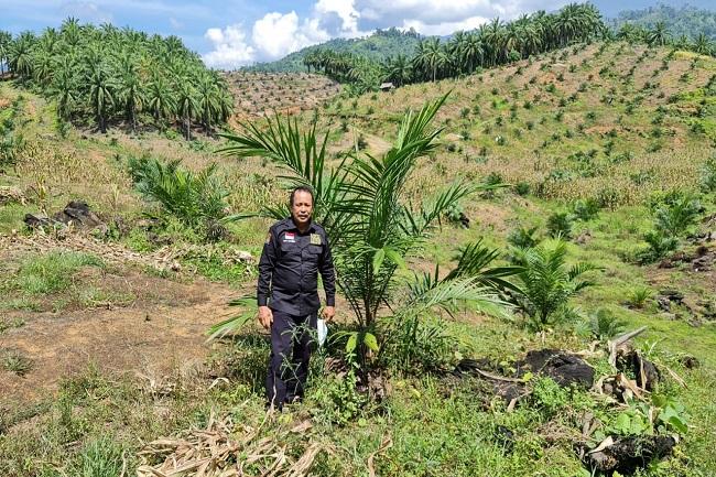 Ekspansi Sawit di Sulselbar Makin Masif, Butuh Pengawasan dan Transparansi