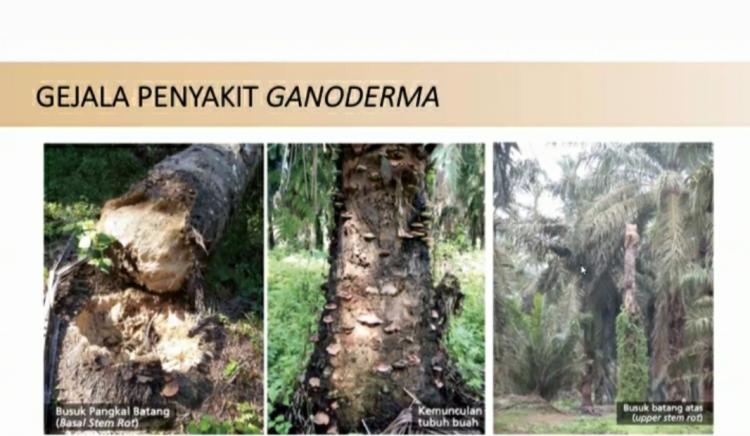 PPKS Kenalkan Cara Baru Atasi Serangan Ganoderma pada Sawit