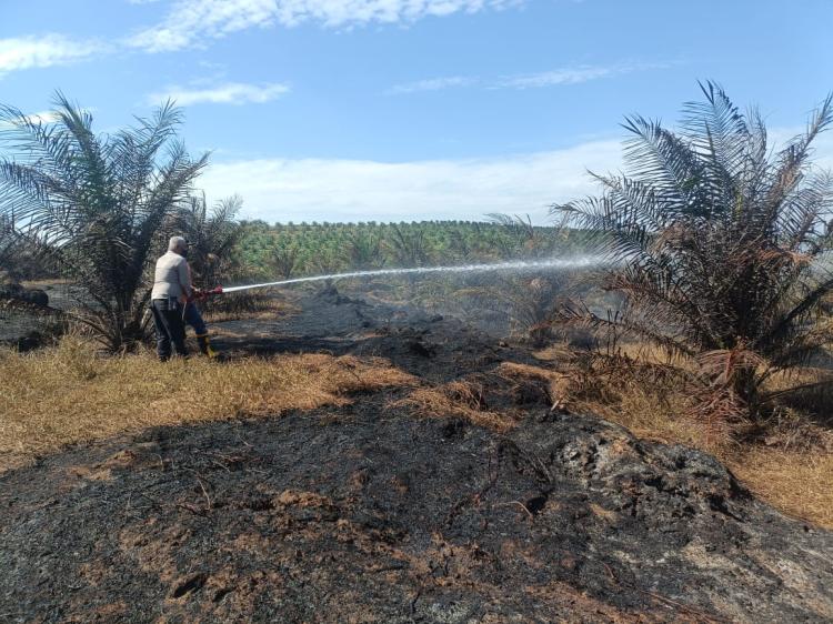 Kebakaran di Lahan Perusahaan Sawit di Paluta Terpantau Aplikasi Lancang Kuning