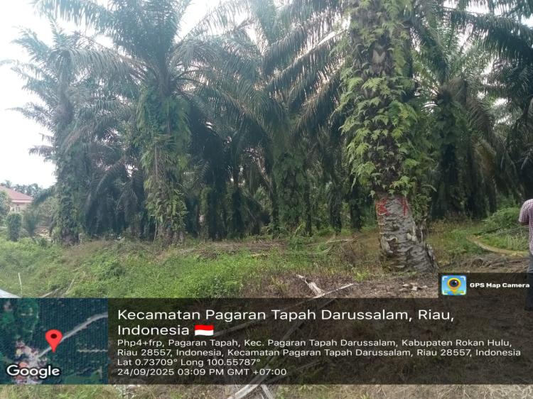 Tuai Sorotan, Kades Pagaran Tapah Diduga Kuasai Hasil Produksi Lahan Pelepasan HGU PTPN V Sei Rokan Seluas 9,8 Ha