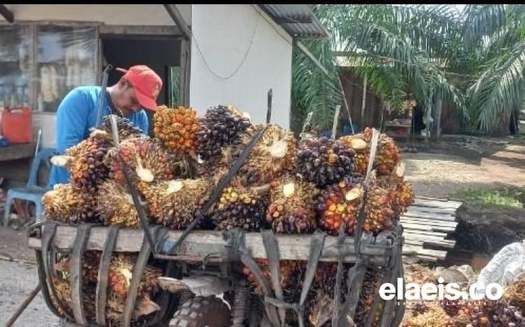 Harga Sawit Bengkulu Dibeli Rp3.413,01/kg