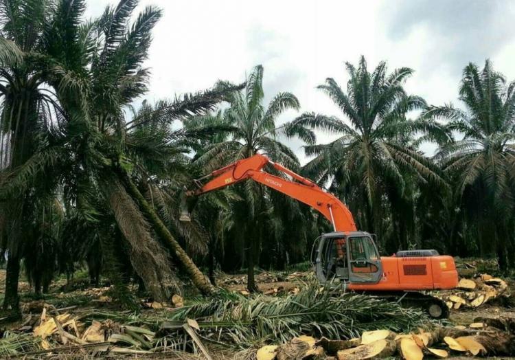 Atas Nama Penguasaan Negara, Ratusan Ribu Hektare Lahan Petani Sawit Diambil Paksa Satgas PKH