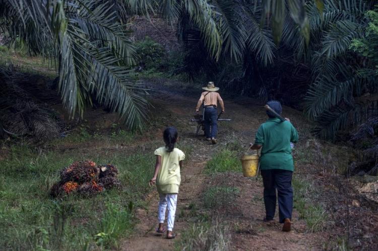 Gak Manusiawi! Beragam Modus Licik Perusahaan Sawit Kalbar Eksploitasi Hak Buruh