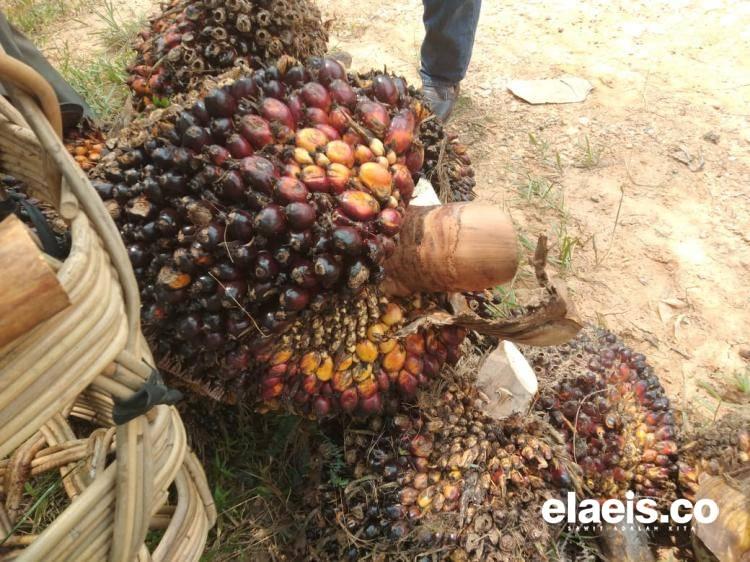 Harga Sawit Merangkak Naik, China Belanja, India Malah Ngerem