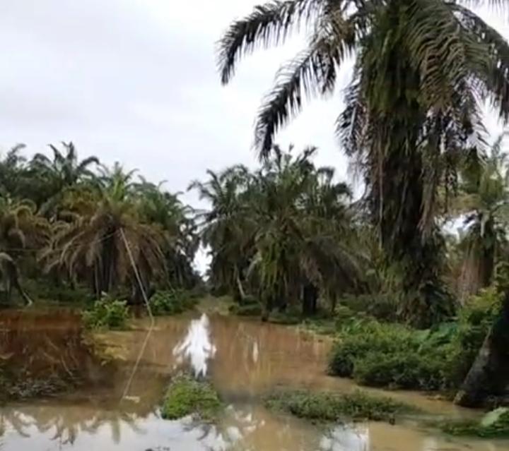 Bencana Banjir dan Longsor Pengaruhi Aktifitas Perkebunan di Sumut