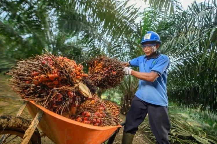 Terjebak B50, Perusahaan Sawit Tak Bisa Lagi Pilih Pasar Untung
