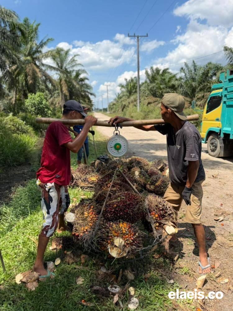 Naik Lagi, Harga Kelapa Sawit di Jambi Dibeli Rp3.444,05/kg
