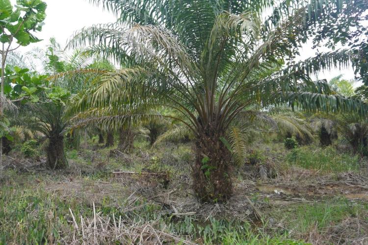 Ada Sejak Zaman Belanda, Begini Peta Sebaran Kebun Sawit di Bogor yang Masih Eksis hingga Kini