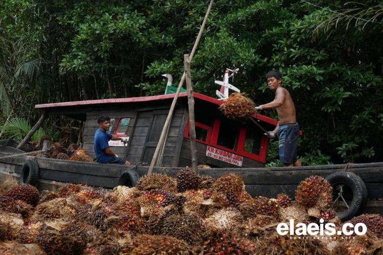 Super, Kelapa Sawit Plasma di Sumbar Dibeli Rp3.610,99/kg