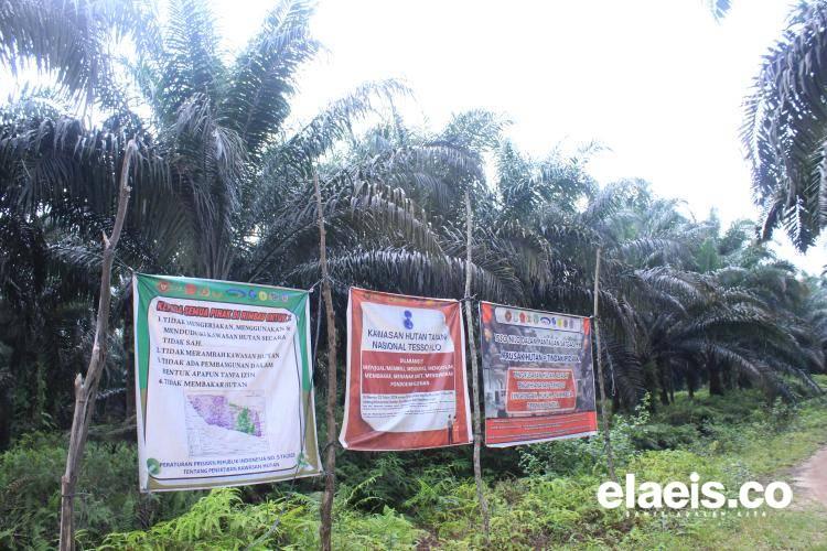 Klaim 4 Juta Hektare Sawit Ilegal di Kawasan Konservasi Tidak Tepat dan Bisa Menyesatkan