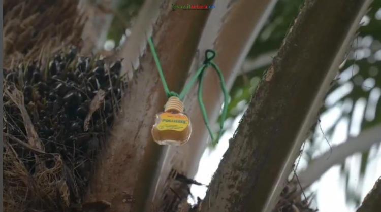 Polimes, Atraktan Lokal Bikin Fruit Set Sawit Meledak 25 Persen, Petani Senang!