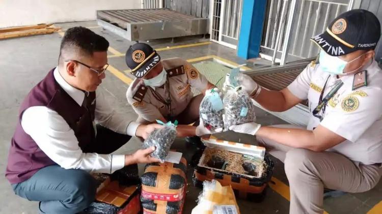 5.250 Benih Sawit Disamarkan Jadi Parcel, Karantina Lampung Ungkap Tren Penyelundupan Makin Kreatif