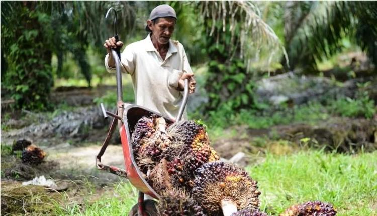 Bukan Cuma Soal Lingkungan, ISPO Wajibkan Standar Ketenagakerjaan Ketat, Hak Buruh Sawit Dijamin Negara