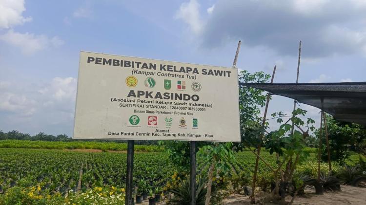 Bibit Sawit APKASINDO Kota Batak Jadi Rebutan Petani, Stok Ludes Diserbu Permintaan