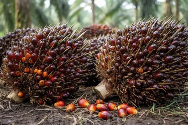 Kemendag Tetapkan HR CPO USD 938,87/MT, Harga Sawit Menguat di Tengah Pasokan Global Ketat