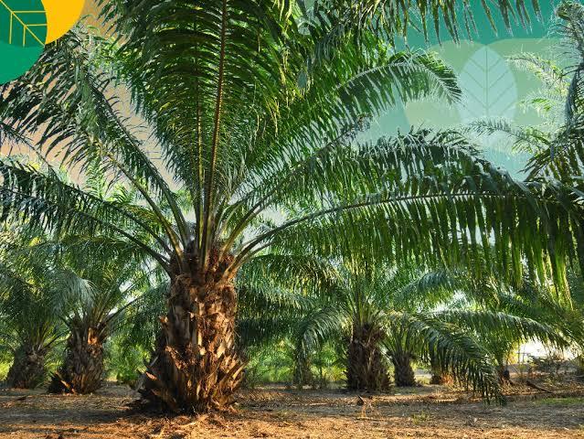Lebih dari Minyak, Sawit Jaga Ekosistem Lahan Secara Berkelanjutan Begini Caranya
