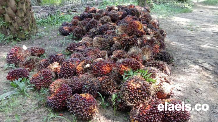 Harga Sawit Sumsel Periode Pertama April Rp3.947.34/kg
