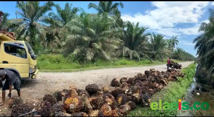 Harga Sawit Turun, Petani Aceh Berharap Hasil Kebun Dibeli Secara Berkeadilan
