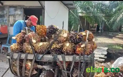 Harga Sawit Mitra Swadaya di Riau Naik, Segini Besarannya