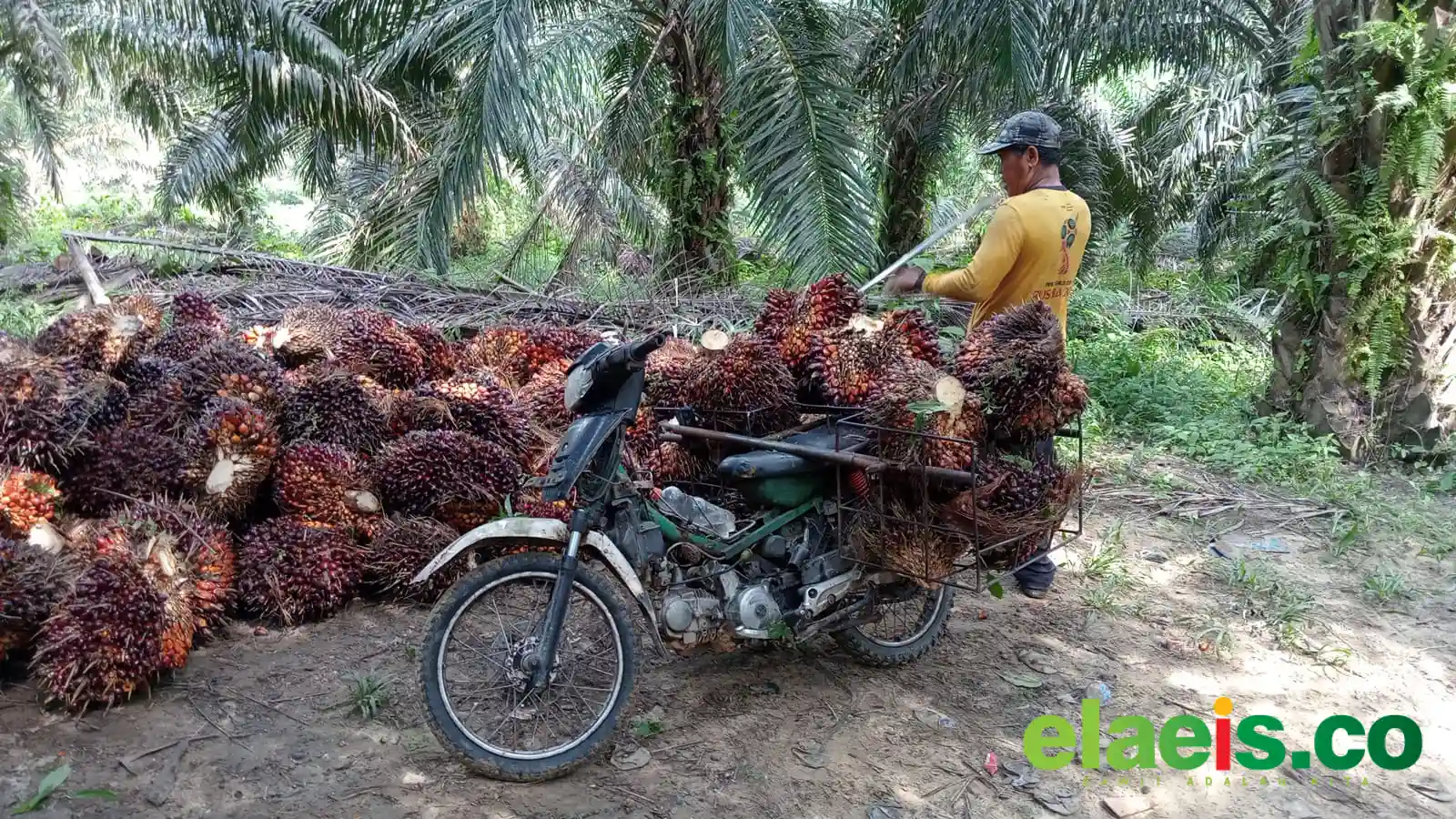 Paling Tinggi Harga Sawit Swadaya di Sumut Dibeli Rp3.410/kg