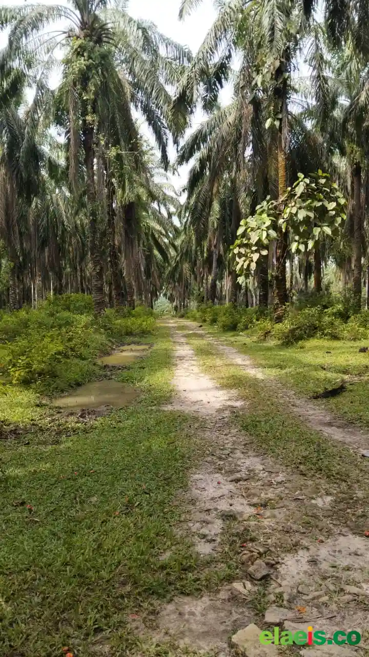 Sudah Berusia 40 Tahun, Petani Tak Sabar Menanti PSR