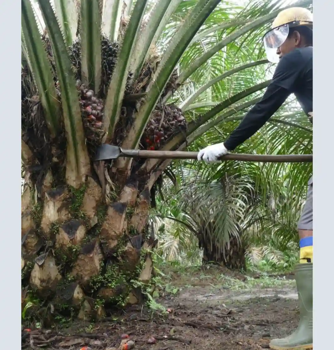 Outlook IPOSS Q3 2026: B50 Ubah Peta Industri Sawit, Domestik Jadi Penentu Pasar Global