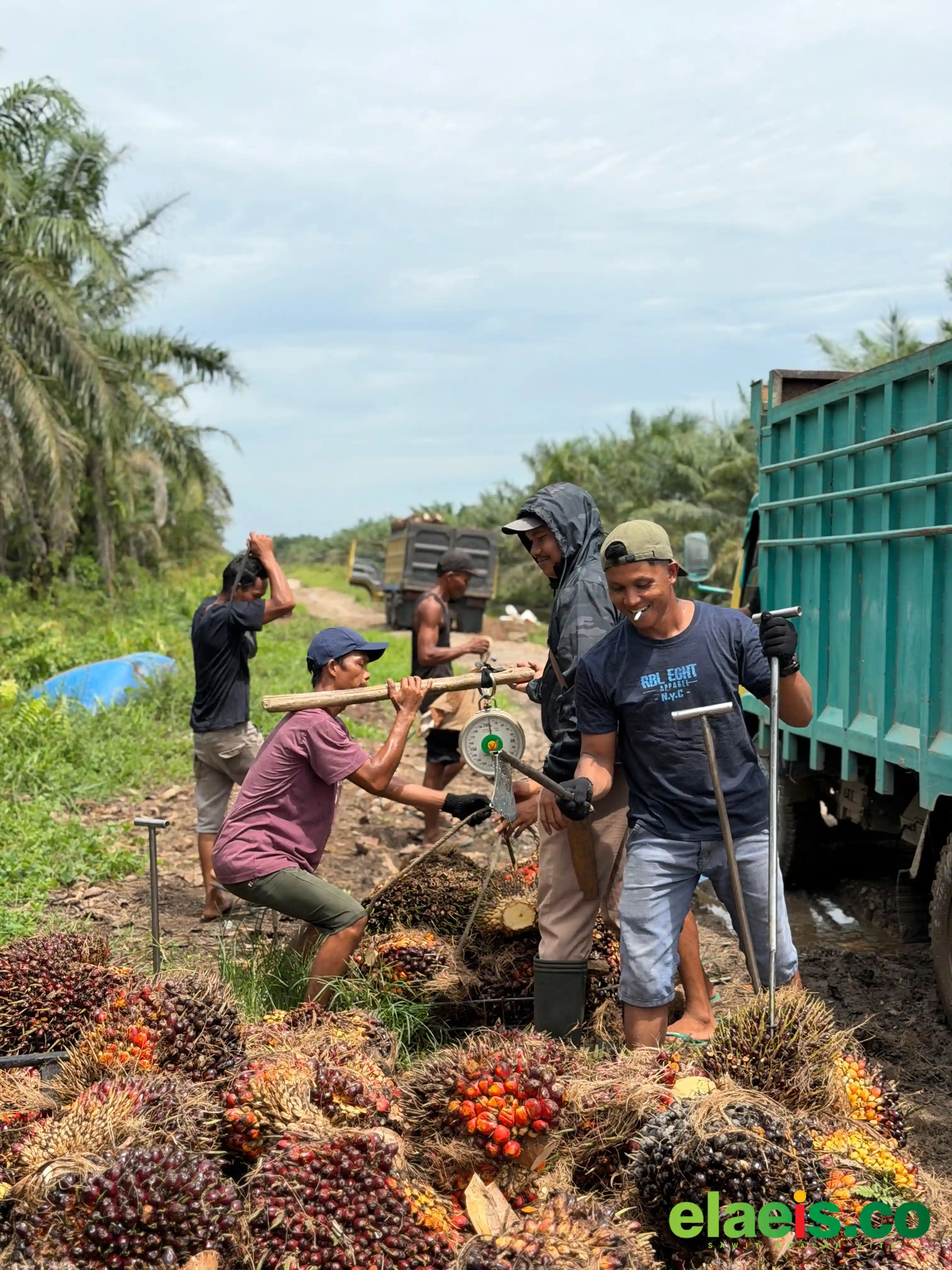 Harga Cangkang Akhirnya Masuk Penghitungan Harga Sawit di Aceh