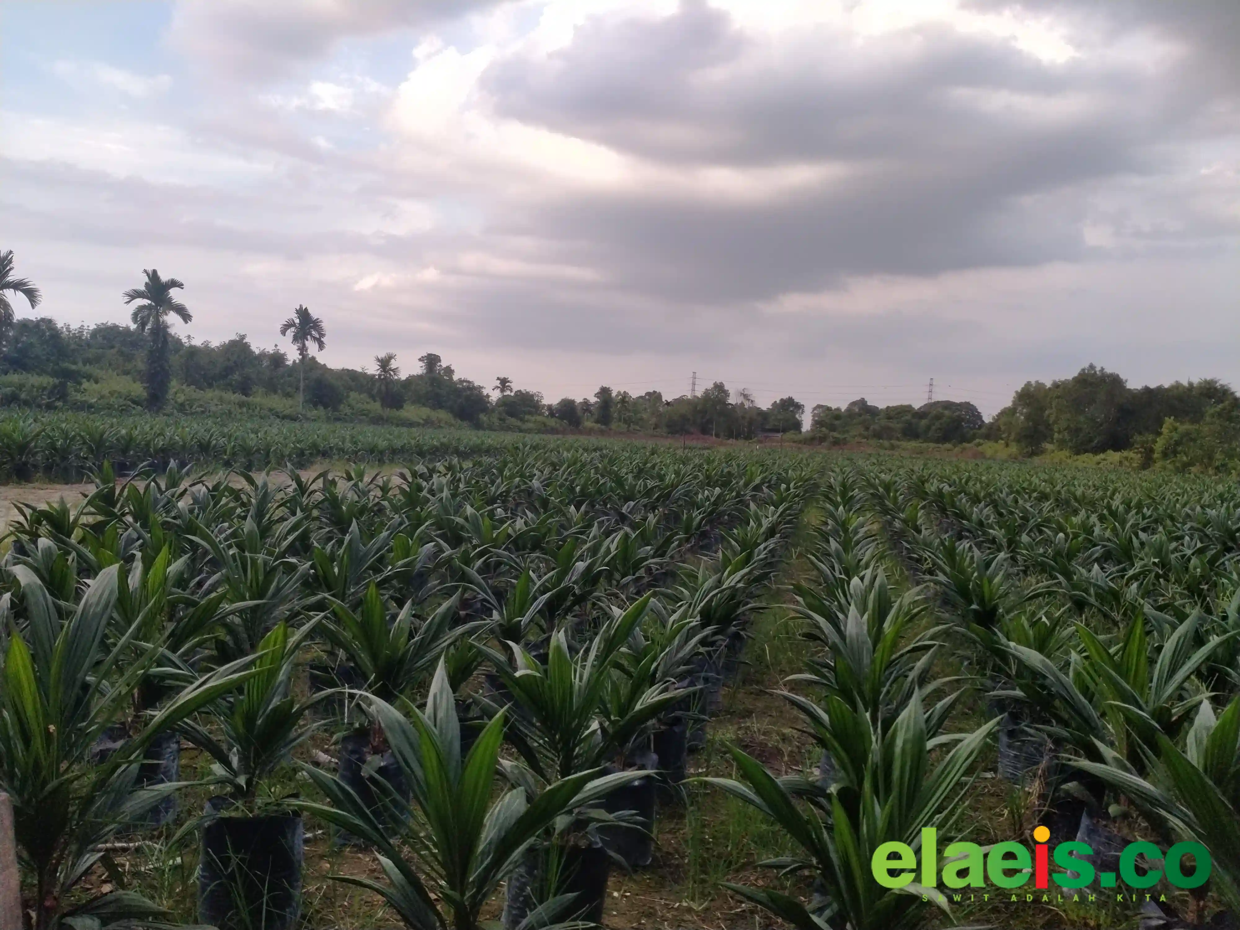 Hadirnya Penangkar Resmi Permudah Petani Dapatkan Bibit Berkualitas