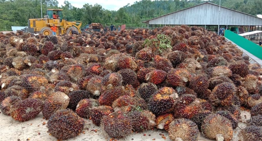 Nasib Apes PKSS (1)