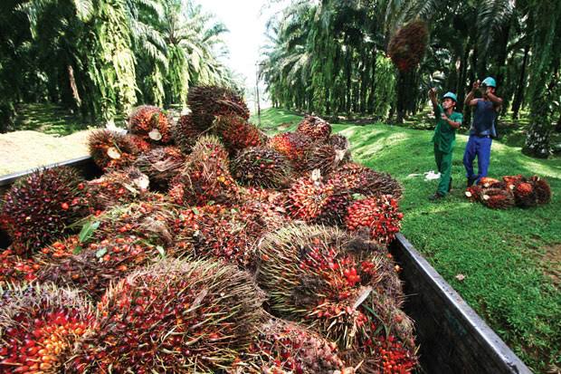 BPPT akan Bikin BBM Nabati Dari Sawit
