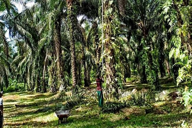 Gaungkan Sawit Indonesia di Internasional, Pemerintah Pakai Sertifikat ISPO