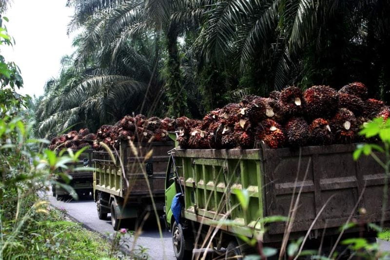 Kemendag Ungkap Kendala Sawit Indonesia Masuk Pasar Eropa