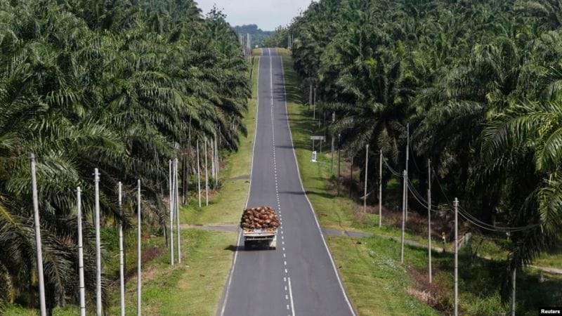 Indonesia Berlakukan PE, Sawit Malaysia Untung