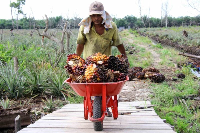 Harga Sawit Sumut Naik Lagi, Sekilo Tembus Rp2.566