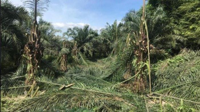Sawit 'Pelat Merah' Ditebas, Pelaku Bawa-bawa Nama Pejabat