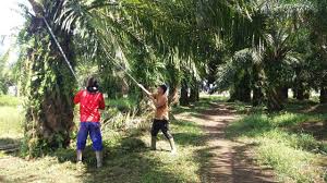 Harga TBS di Labura Bikin Petani Sawit Bergairah
