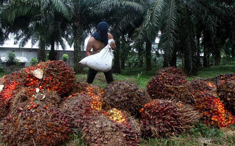 Petani Sawit Subulussalam 'Menjerit' Gara-gara Perusahaan Telat Umumkan Harga TBS