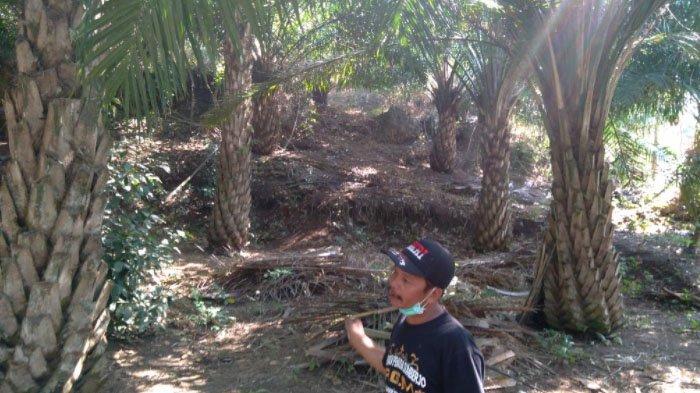 Rencana Pembukaan Kebun Sawit 60 Ribu Hektar Terganjal RTRW