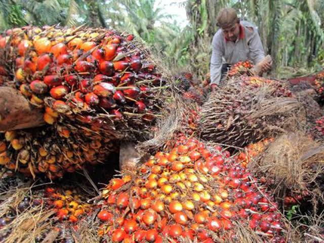 Makin Ngegas, Harga Sawit Kembali Naik Jadi Rp 2.426 Per Kilo