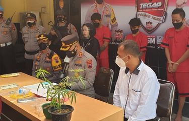 Tanam Ganja di Kamar, 3 Warga Ditangkap Polisi