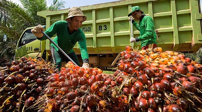 Harga CPO dan TBS Naik, PKO Turun